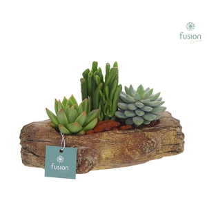 Pot cement houtlook stronk Medium met Succulenten