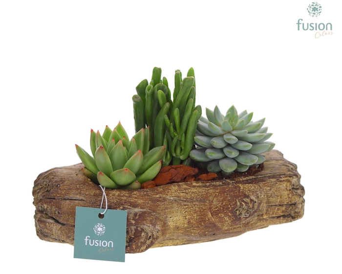 <h4>Pot cement houtlook stronk Medium met Succulenten</h4>