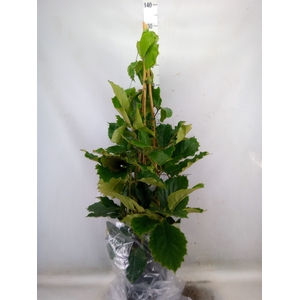Tetrastigma voinierianum
