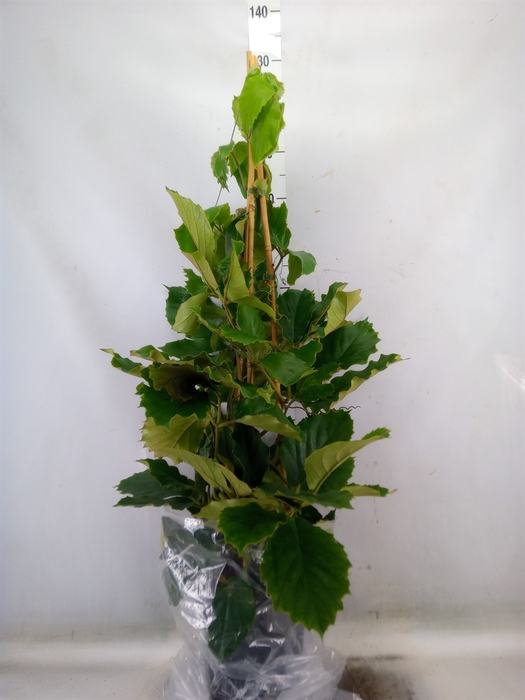 <h4>Tetrastigma voinierianum</h4>