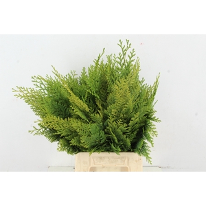 CONIFEER ALUMI GOLD PER BUNCH