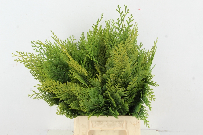 <h4>CONIFEER ALUMI GOLD PER BUNCH</h4>