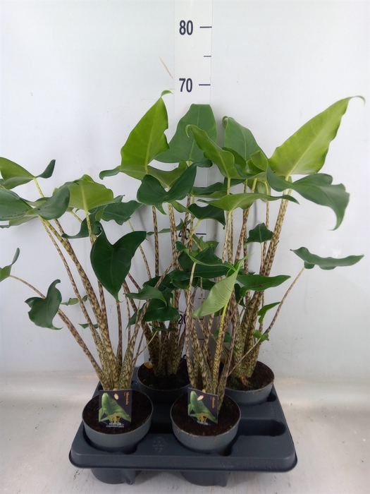 <h4>Alocasia zebrina 'Siberian Tiger'</h4>
