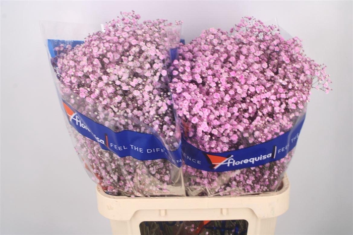 <h4>Gyps Klb Light Pink</h4>