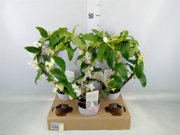 <h4>Dendrobium nob. 'StarCla Apollon'</h4>