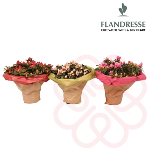 Azalea Flandresse® Bouquet