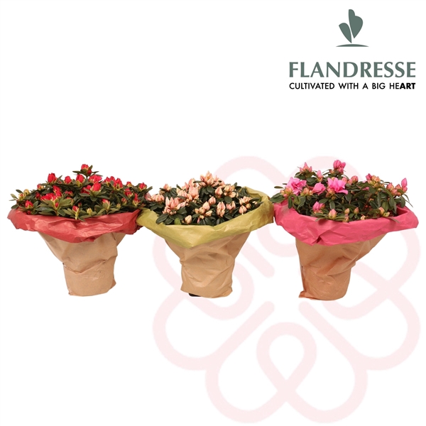 <h4>Azalea Flandresse® Bouquet</h4>