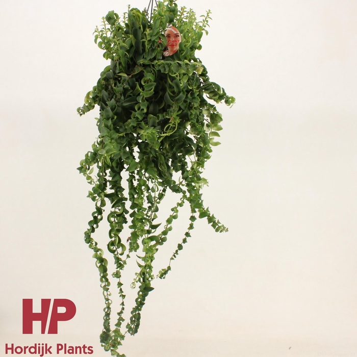 <h4>Aeschynanthus Twister XL - XXL</h4>