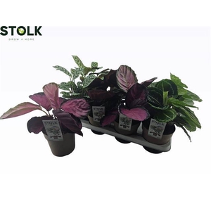 CALATHEA MIX P14