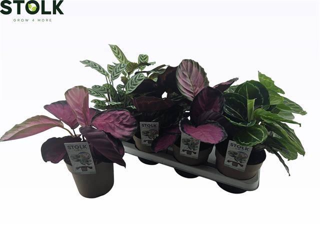 <h4>CALATHEA MIX P14</h4>