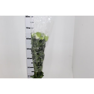 ANASTASIA DARK GREEN 070 CM VERDE