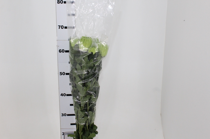 ANASTASIA DARK GREEN 070 CM VERDE