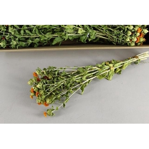 DF Carthamus Orange Bs 160g