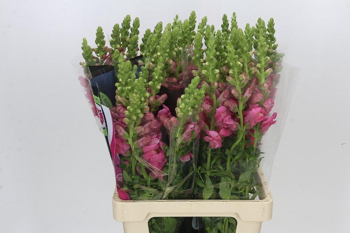 Antirrhinum Potomac Cherry Pink