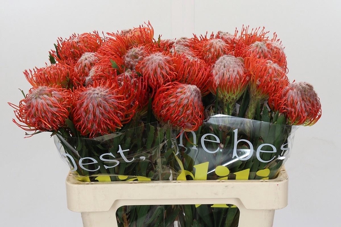 <h4>LEUCO CO TANGO</h4>