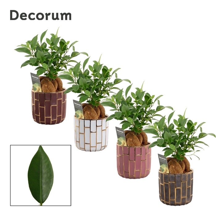 <h4>Ficus Mi Ginseng Keramiek Pascalle</h4>