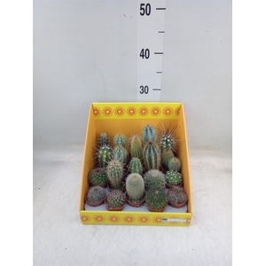 Cactus   ...mix 18