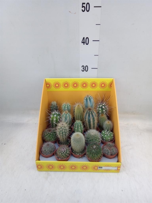 <h4>Cactus   ...mix 18</h4>