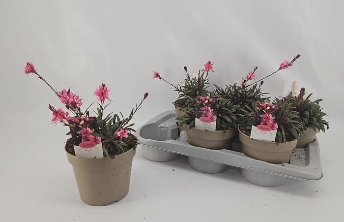 <h4>GAUR LI GAUDI ROSE</h4>