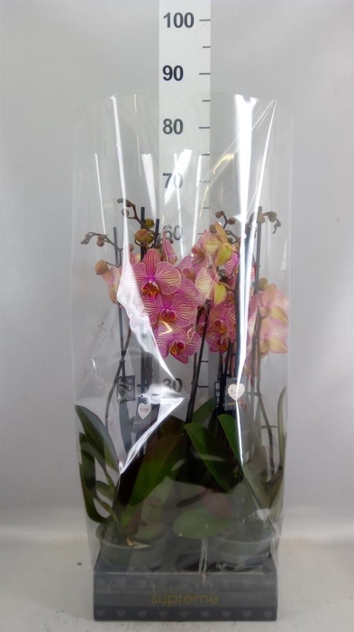 <h4>Phalaenopsis  'Jupiter'</h4>