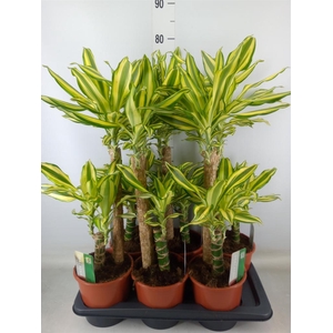 Dracaena frag. 'Yellow Coast'