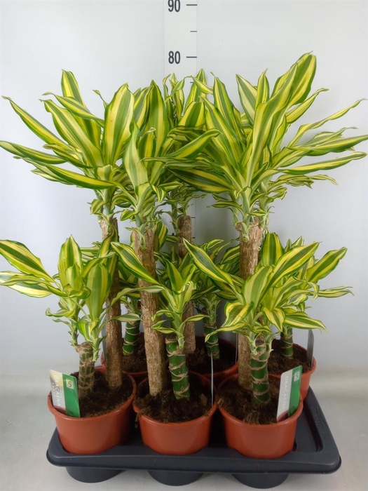 <h4>Dracaena frag. 'Yellow Coast'</h4>