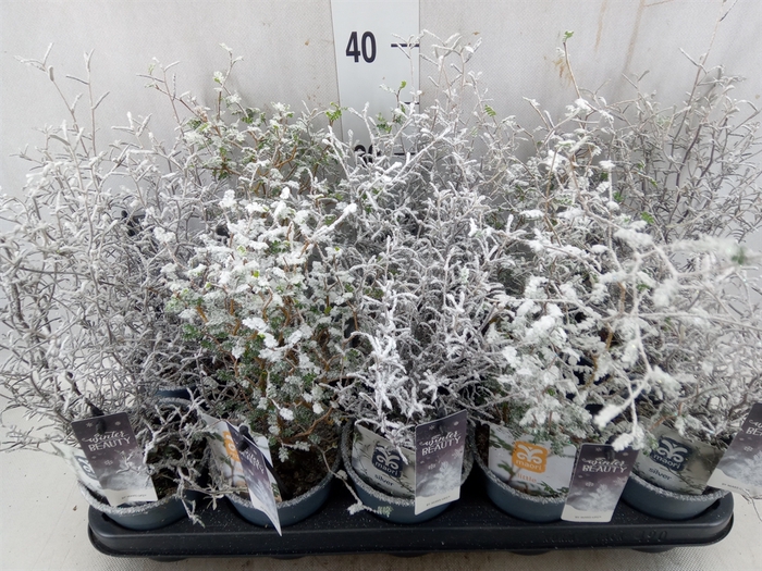 <h4>Corokia  'Maori'  ...mix</h4>