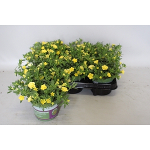 Calibrachoa Double Yellow
