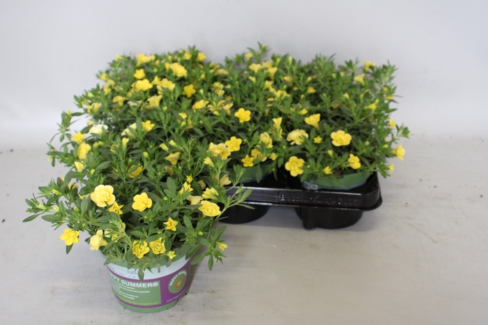 <h4>Calibrachoa Double Yellow</h4>