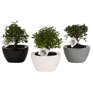 Bonsai Mixed in ø22cm Folded pot colormix