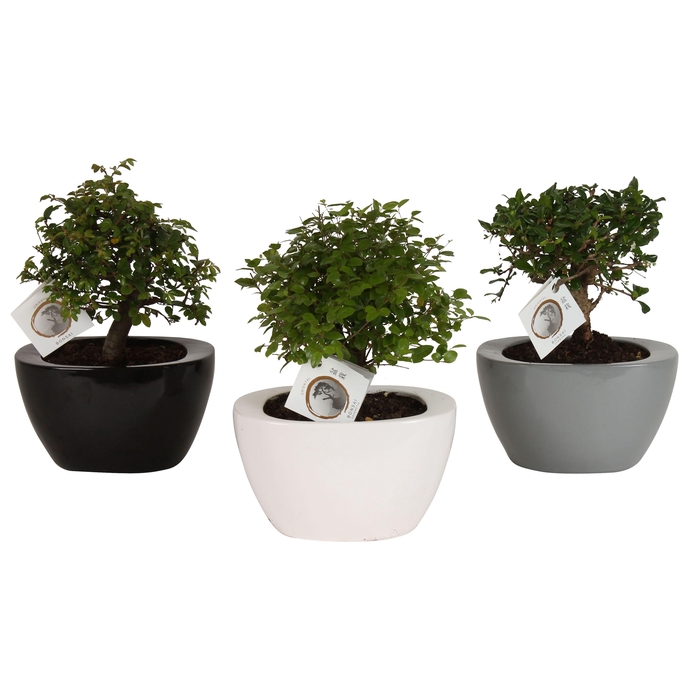 <h4>Bonsai Mixed in ø22cm Folded pot colormix</h4>