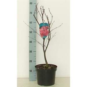 Acer palmatum 'Red Emperor' P23 Full CC