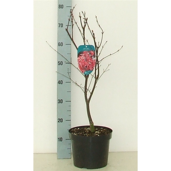 <h4>Acer palmatum 'Red Emperor' P23 Full CC</h4>