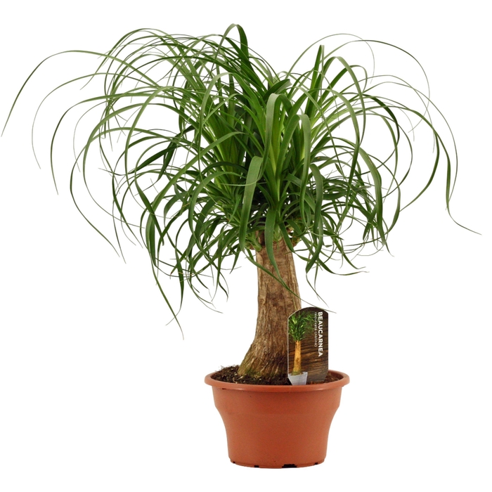 <h4>Beaucarnea recht 19 cm schaal</h4>