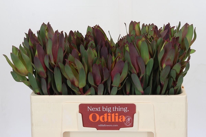 Leucadendron Senorita