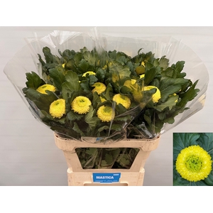 CHR G SUNNY B BECKER