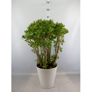 Crassula arborescens