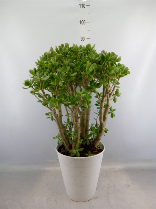 <h4>Crassula arborescens</h4>