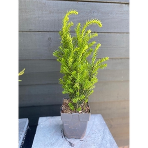 Taxus media 'Hillii' P17