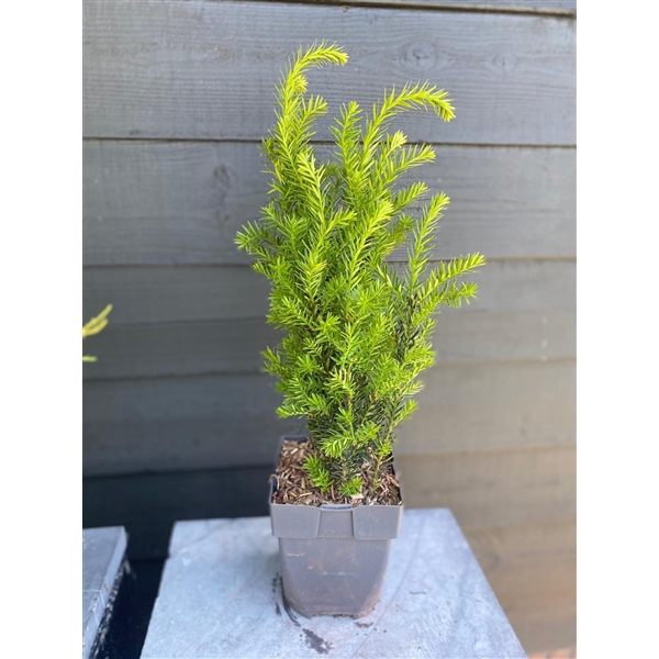 <h4>Taxus media 'Hillii' P17</h4>