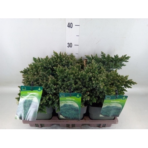 Juniperus squamata 'Blue Star'