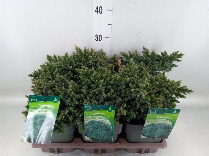 <h4>Juniperus squamata 'Blue Star'</h4>
