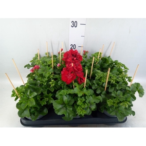 Pelargonium pelt.   ...