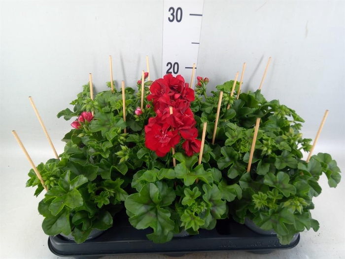 <h4>Pelargonium pelt.   ...</h4>