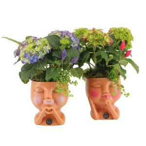 21606: Lovess arrangement