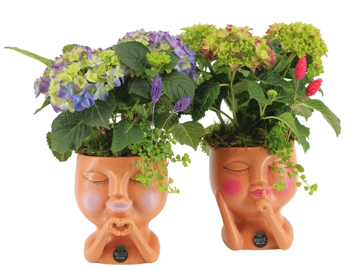 <h4>21606: Lovess arrangement</h4>