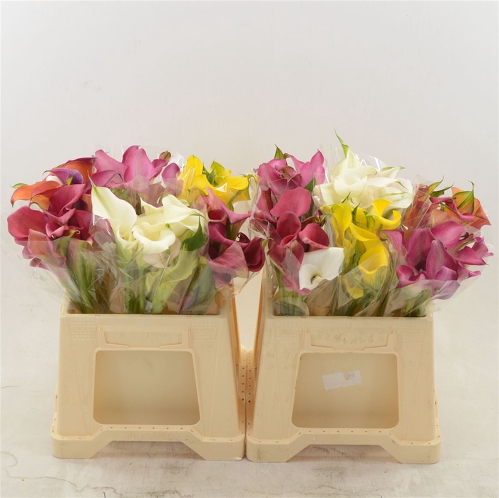 <h4>Calla Gemengd In Fust</h4>