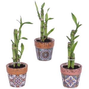 Lucky Bamboo Toef in Ceramic Pot Mosaïc Ø07cm