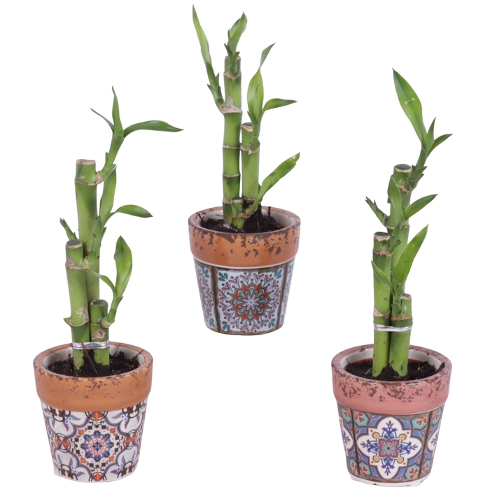 <h4>Lucky Bamboo Toef in Ceramic Pot Mosaïc Ø07cm</h4>