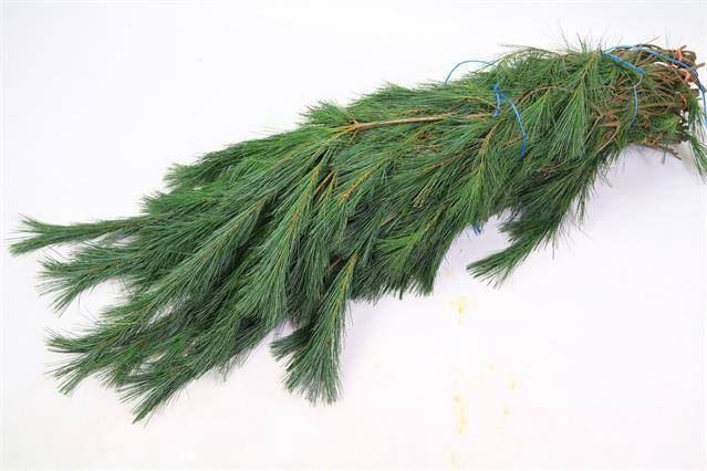 <h4>PINUS STROBUS BS</h4>